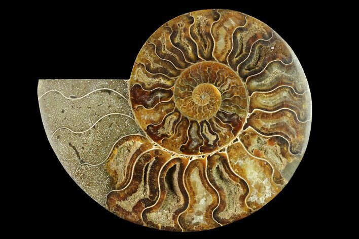 Cut & Polished Ammonite Fossil (Half) - Madagascar #166889